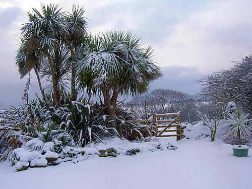 Our snow 2 December 2010